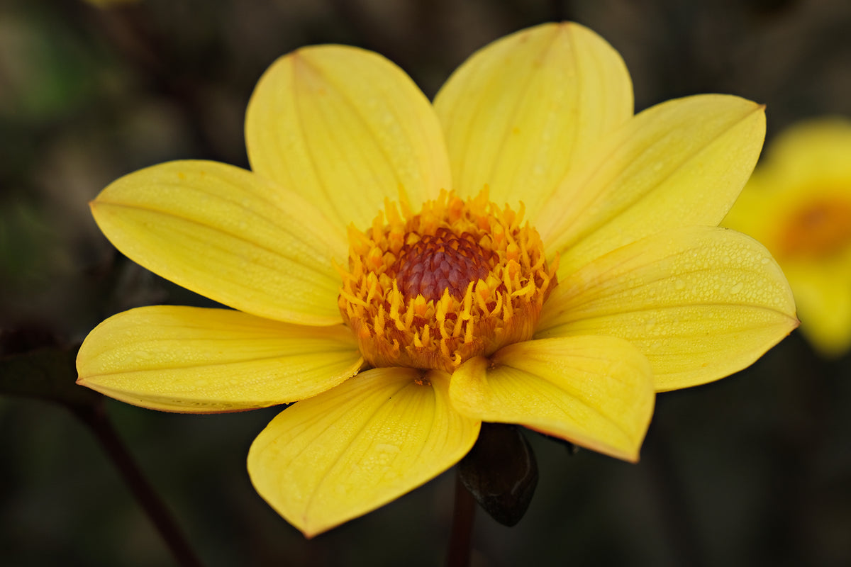 open-dahlias-geerlings-dahlia