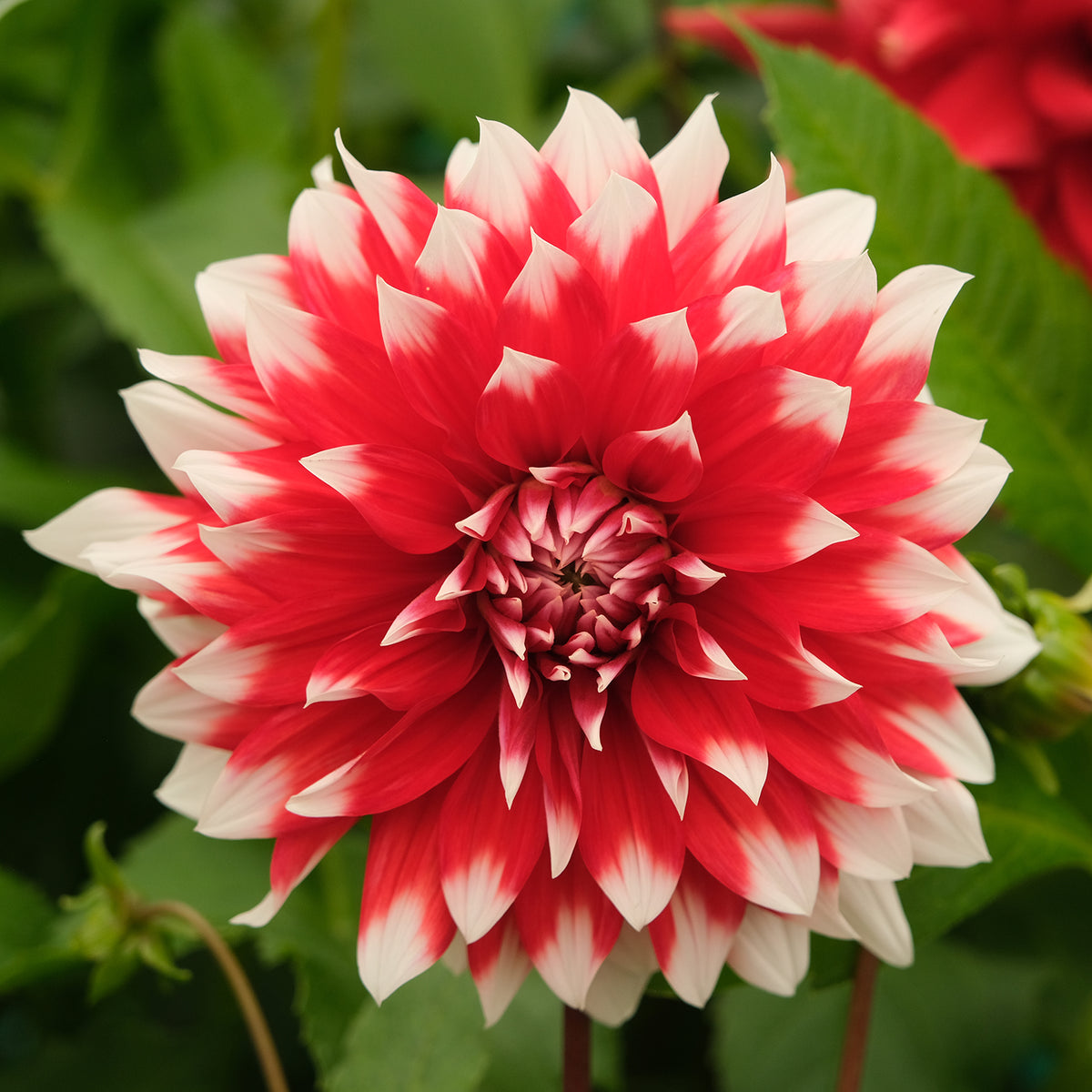 blithe-spirit-geerlings-dahlia