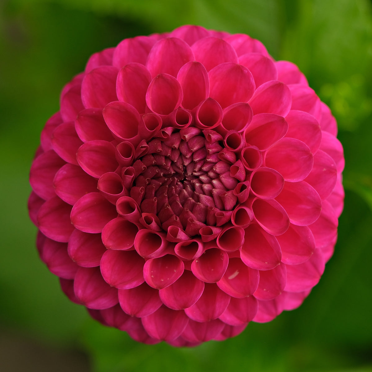 CRYFIELD HARMONY – Geerlings Dahlia