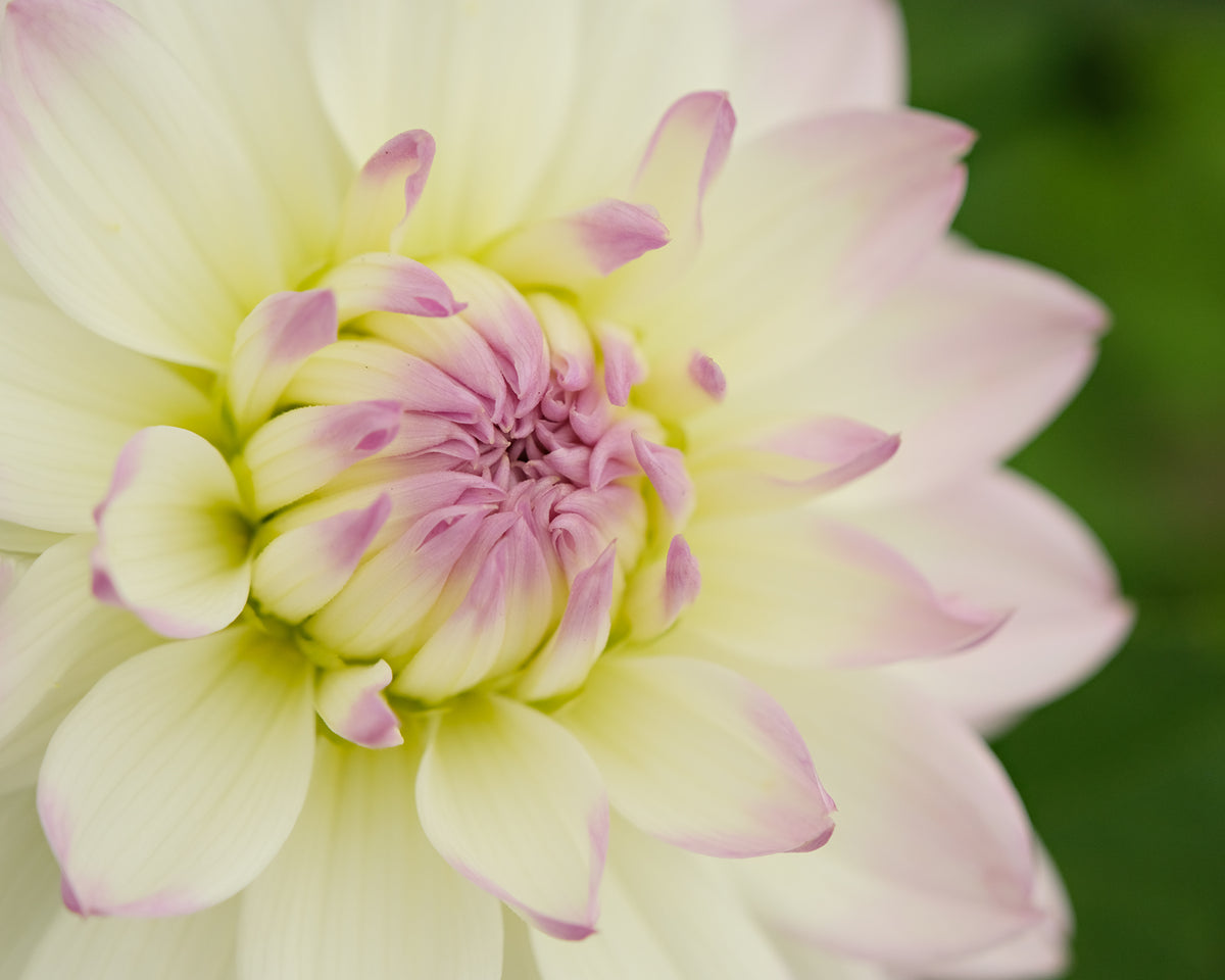 familiar × stina Dahlia Ballet Charm familiar × stina Dahlia Ballet Charm Ballet Slippers Charm — GLDN