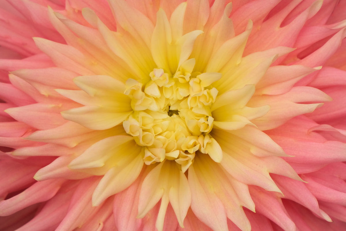 just-married-geerlings-dahlia