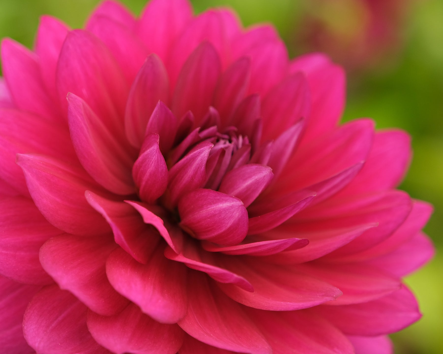 BERNER OBERLAND – Geerlings Dahlia