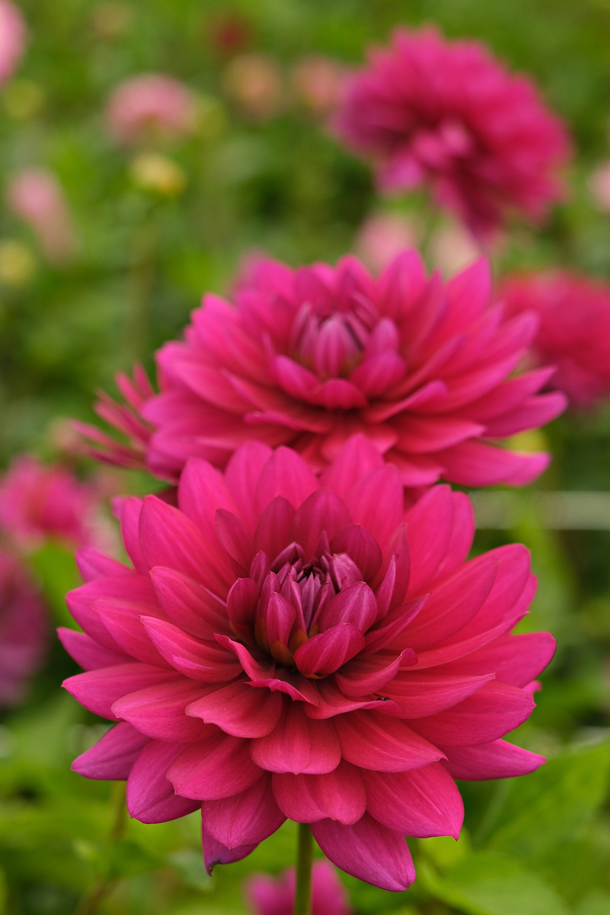 BERNER OBERLAND – Geerlings Dahlia