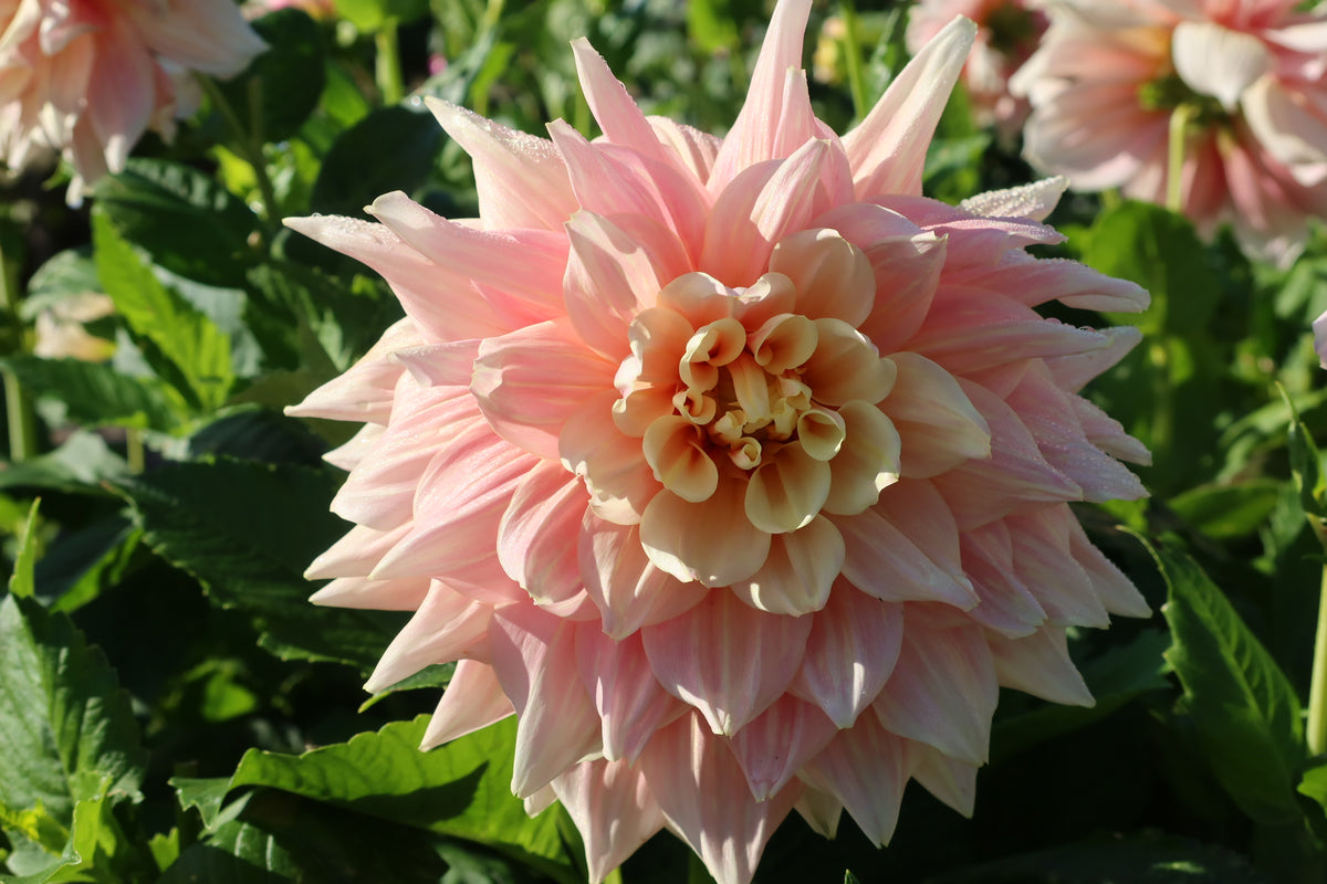 Geerout BREAK OUT – Geerlings Dahlia
