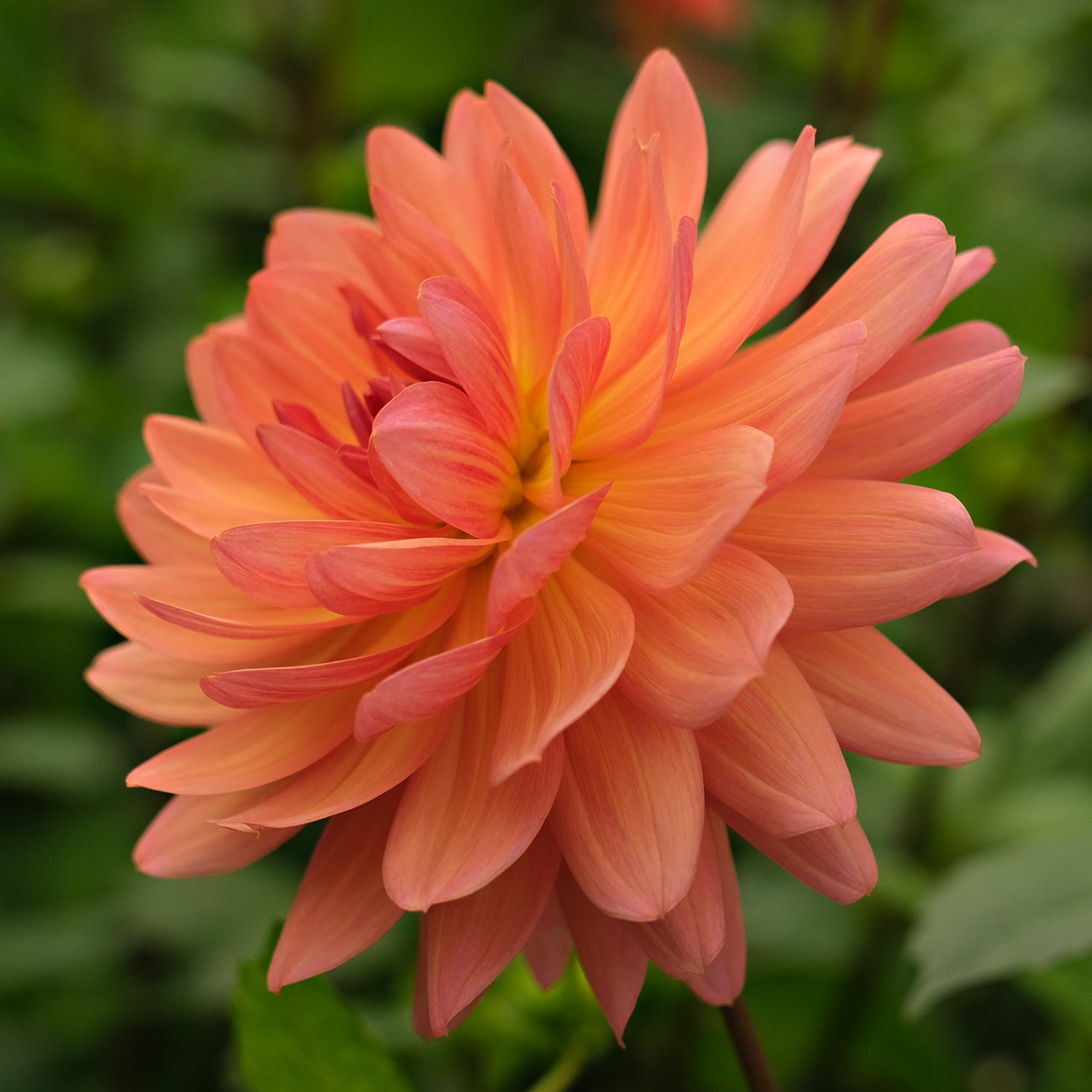 CHEERLEADER Geerlings Dahlia cheerleader-geerlings-dahlia
