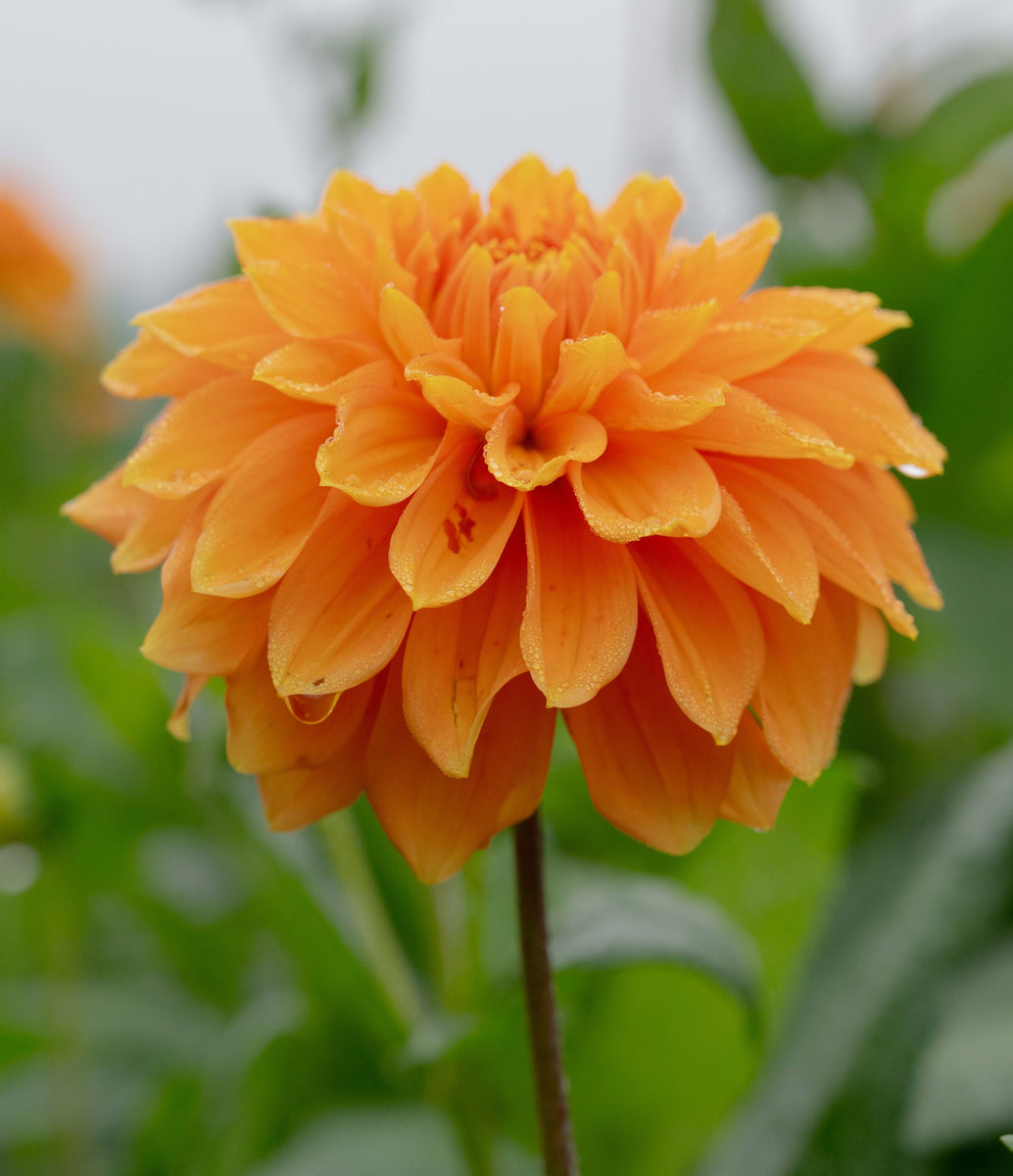 BIZON BRONZE ® – Geerlings Dahlia