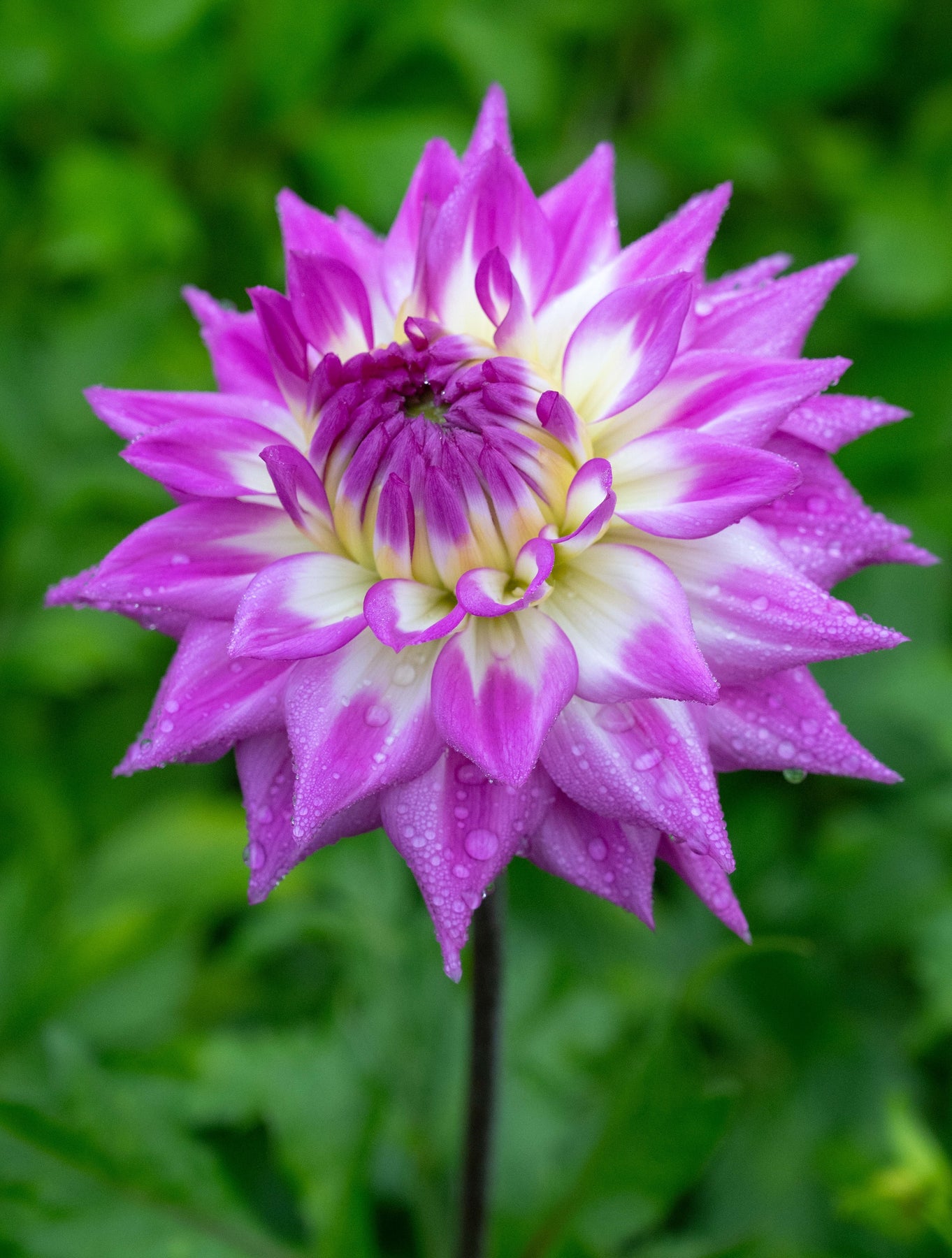 HAPET SKYLINE – Geerlings Dahlia