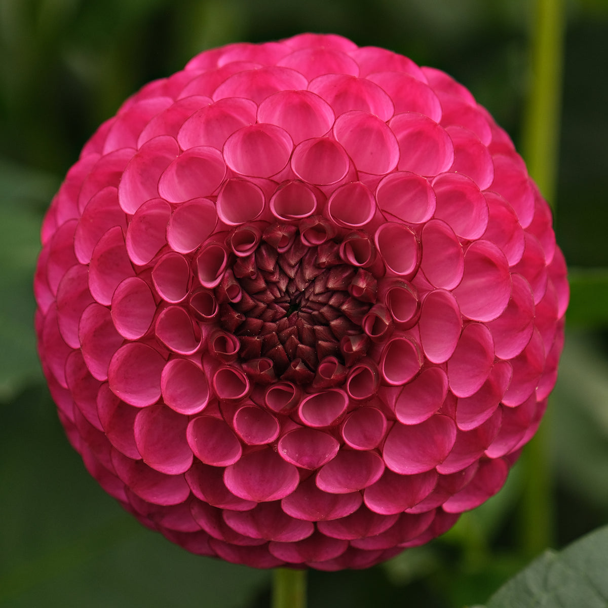DAVID TENIERS – Geerlings Dahlia