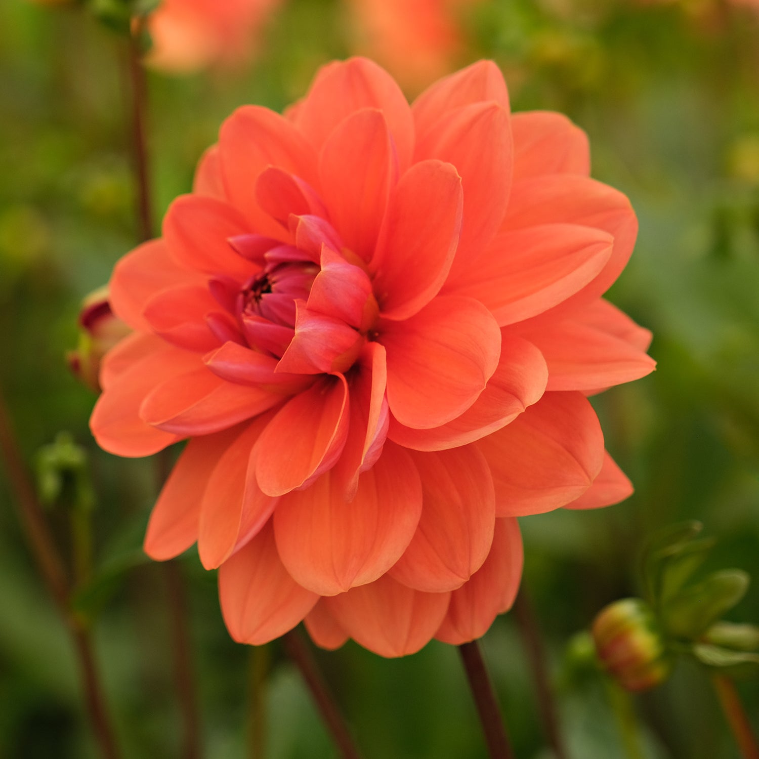GEERLINGS CUPIDO – Geerlings Dahlia