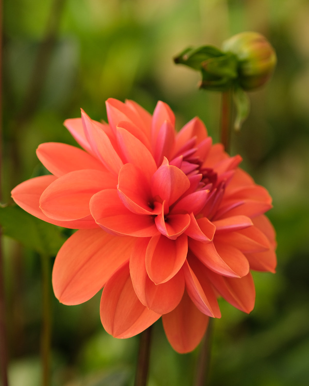 GEERLINGS CUPIDO – Geerlings Dahlia