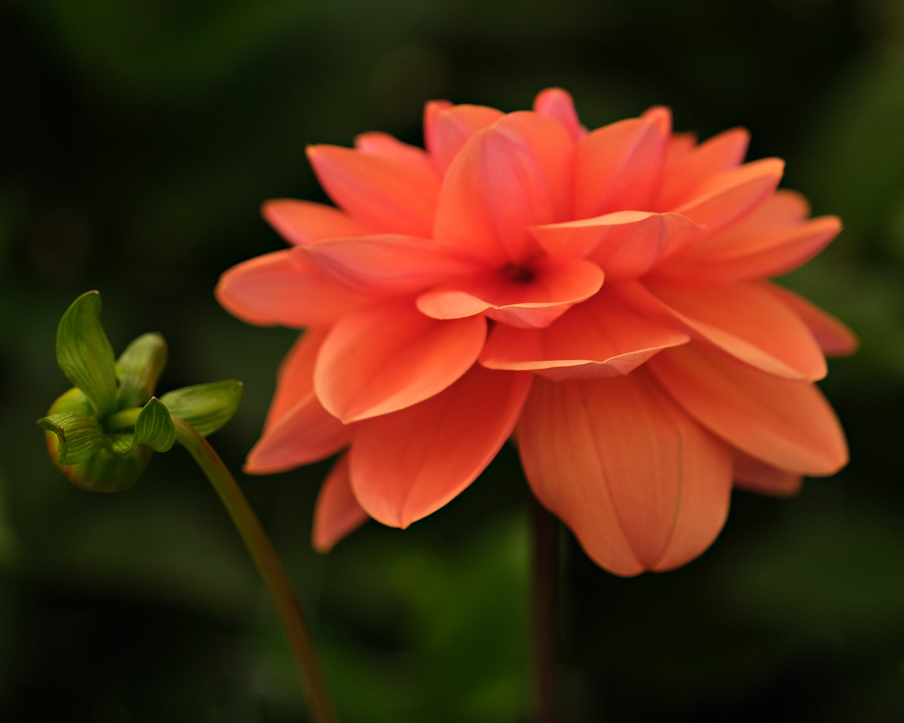 GEERLINGS CUPIDO – Geerlings Dahlia