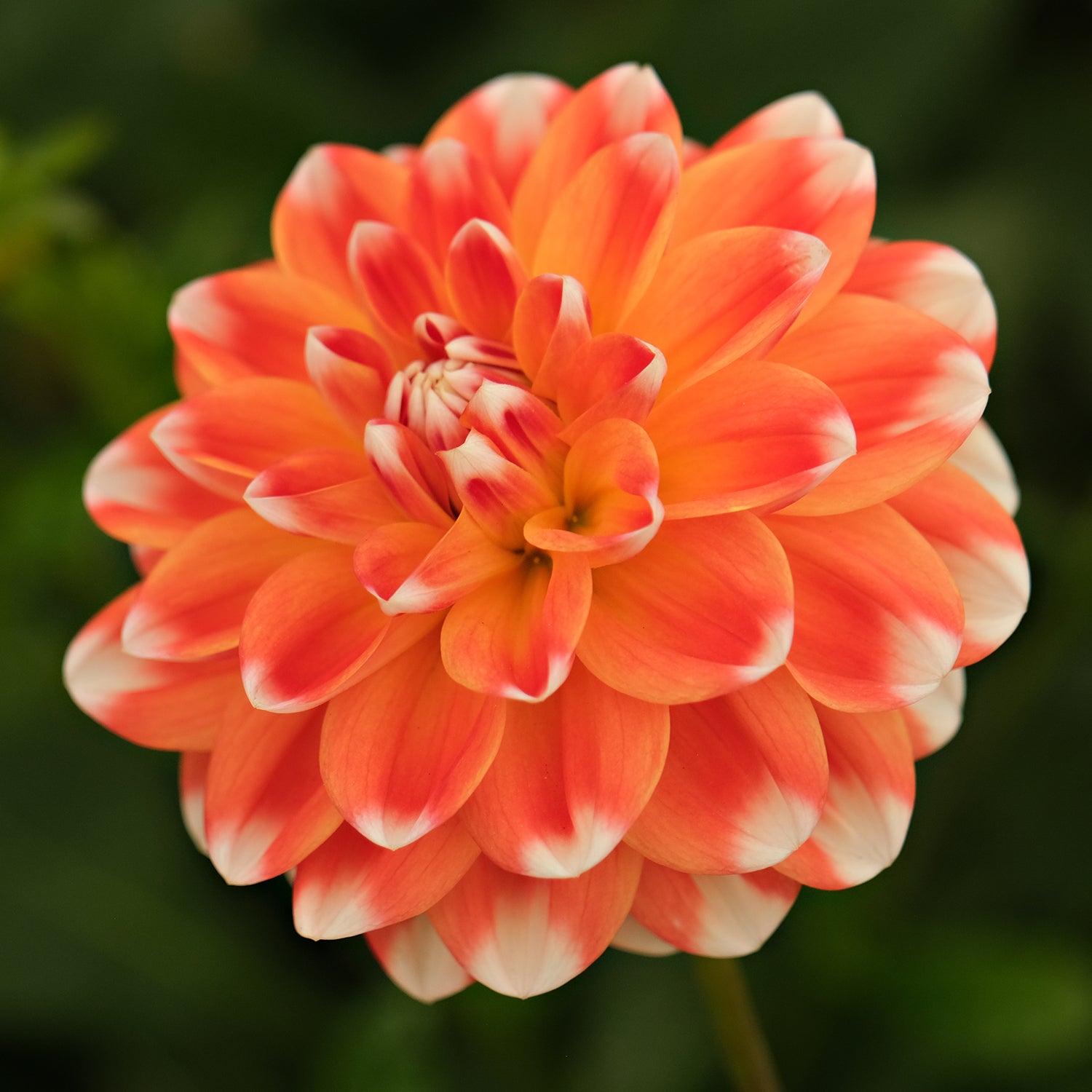 HAPET HARMONY - Geerlings Dahlia