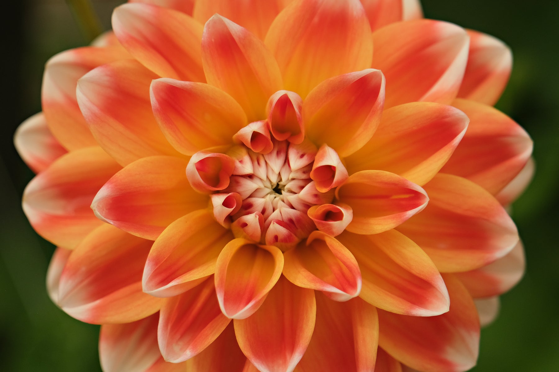 HAPET HARMONY – Geerlings Dahlia