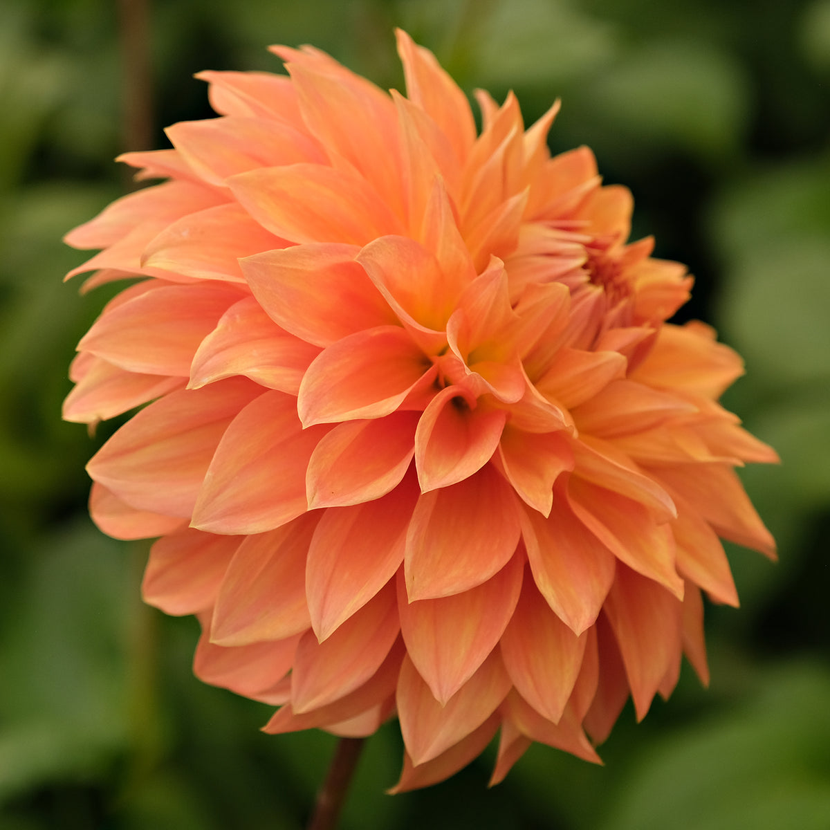 HAPET SPARTAN – Geerlings Dahlia