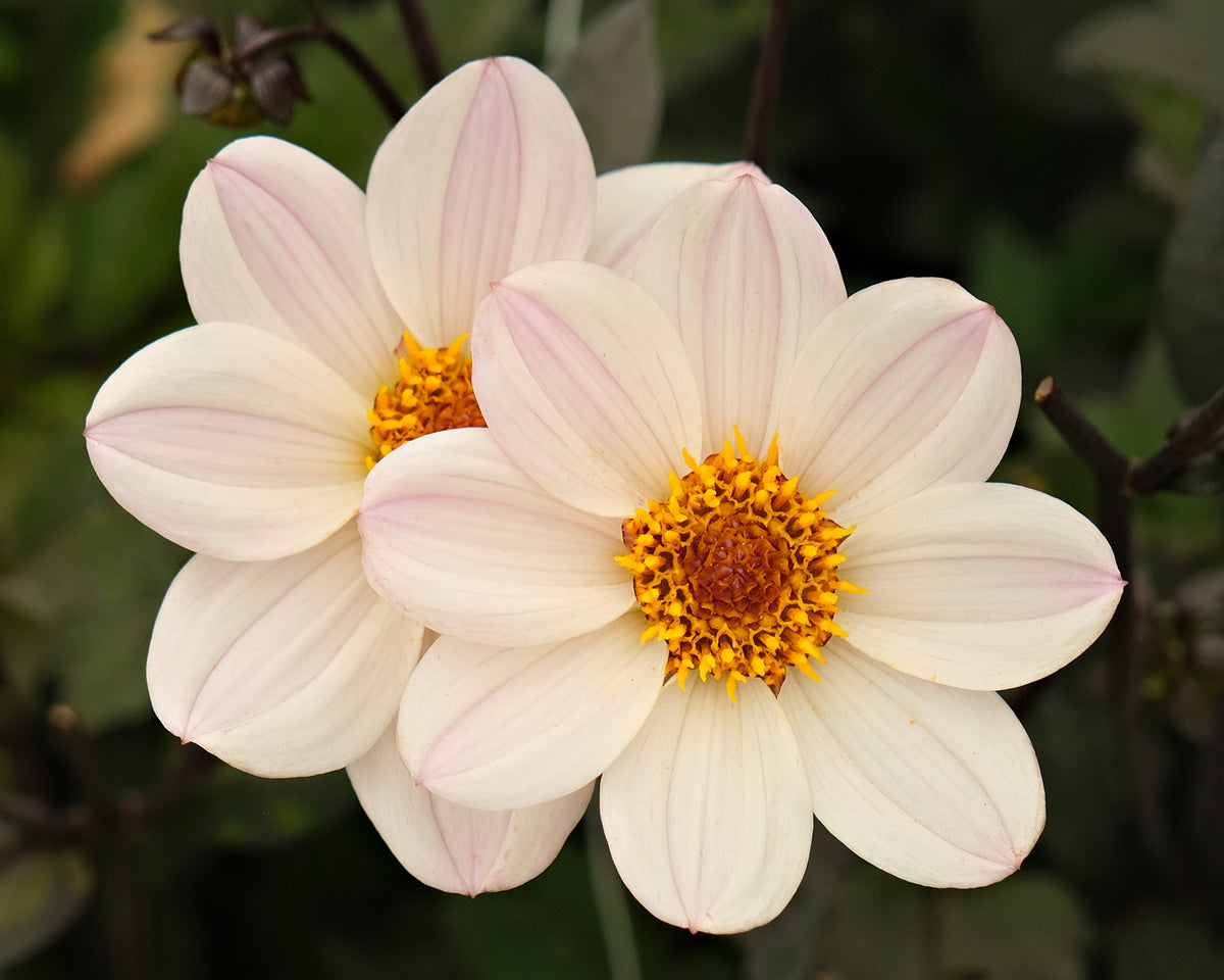 HAPPY SINGLE PRINCES – Geerlings Dahlia