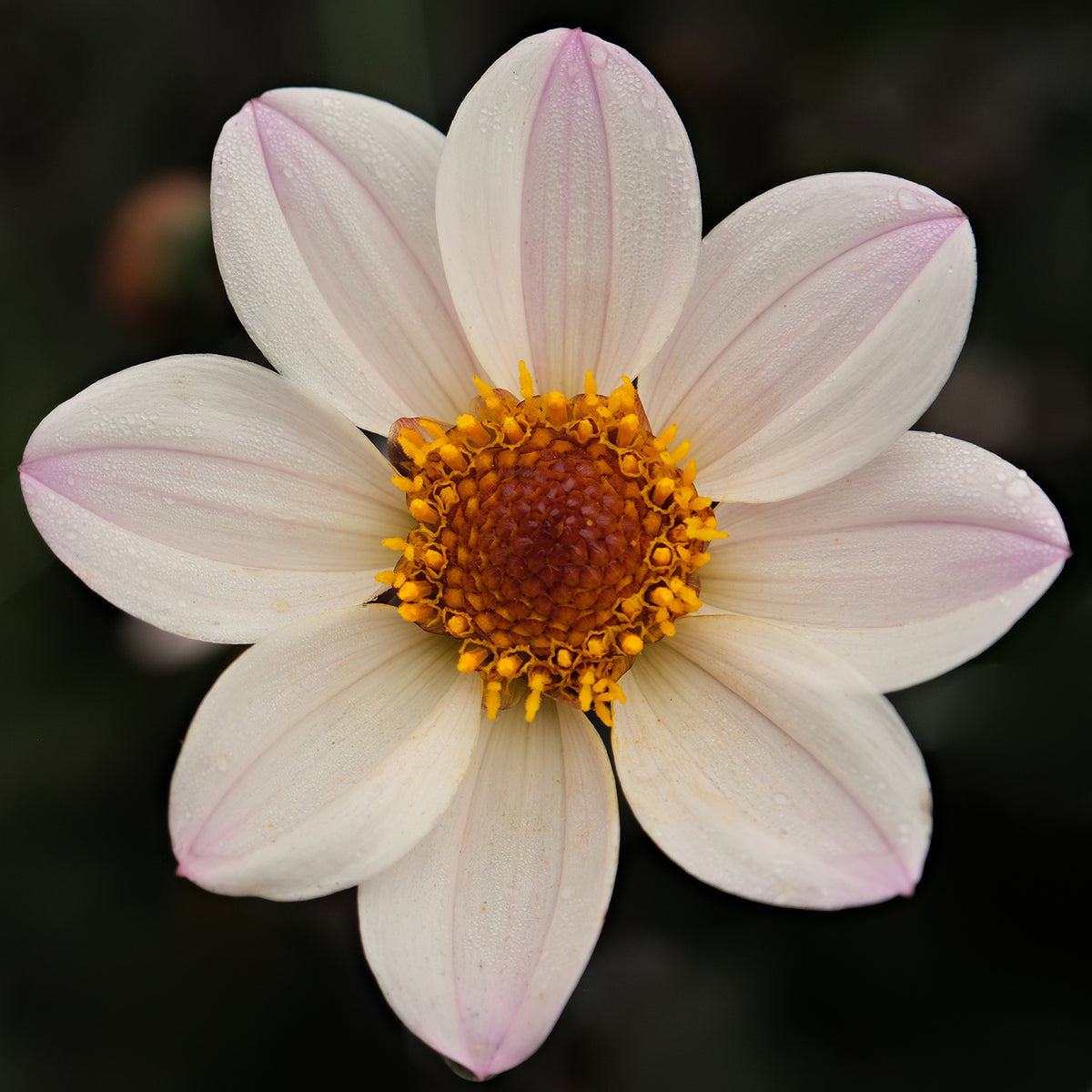 HAPPY SINGLE PRINCES – Geerlings Dahlia