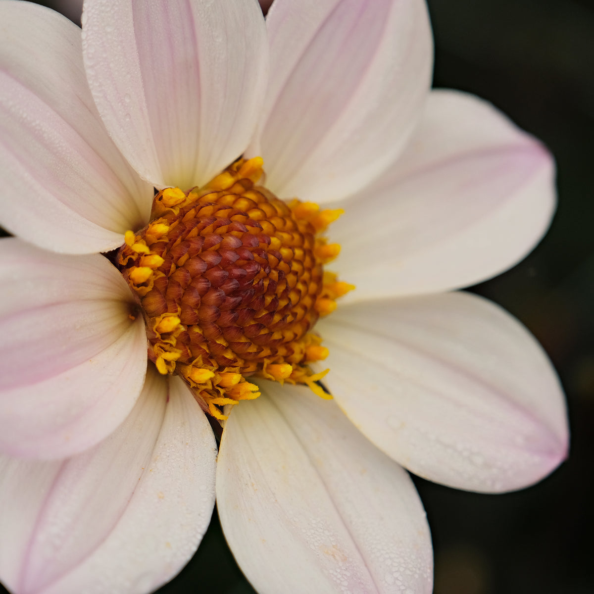 HAPPY SINGLE PRINCES – Geerlings Dahlia