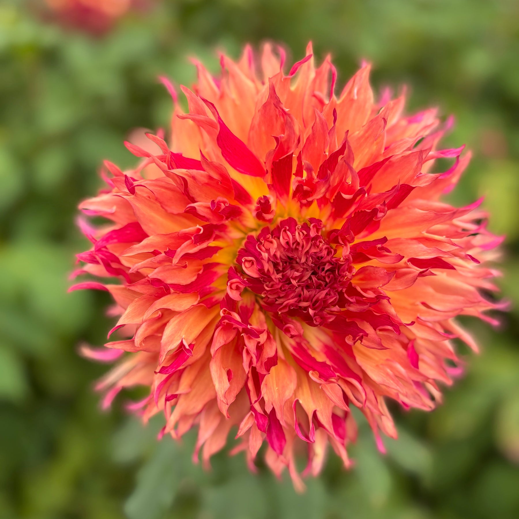 MYRTLE'S FOLLY – Geerlings Dahlia