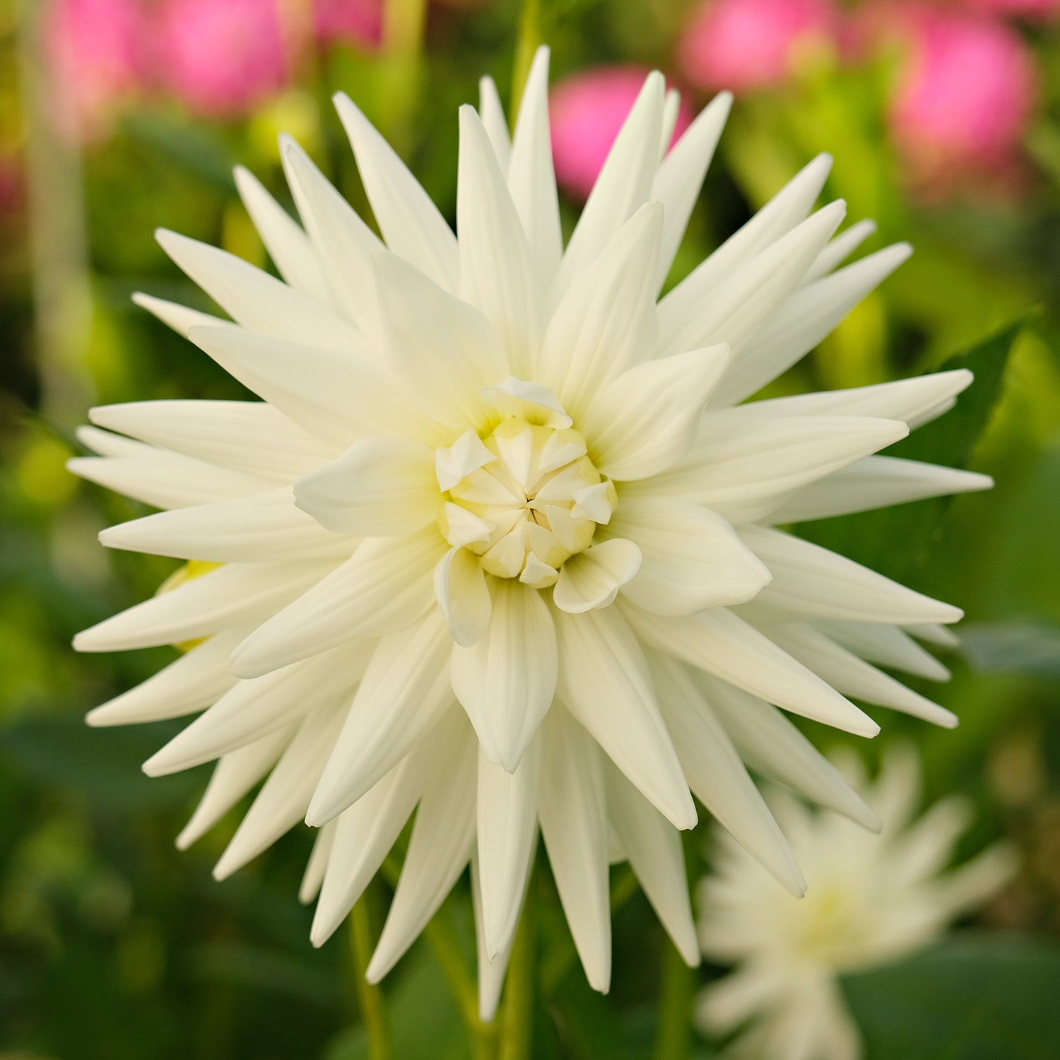 ICE PRINCESS – Geerlings Dahlia