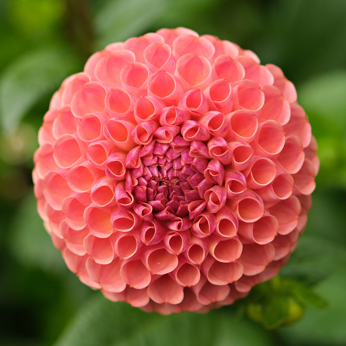 GHISLAINE – Geerlings Dahlia