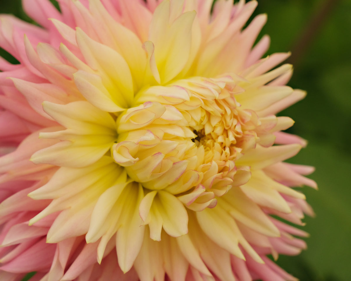 JUST MARRIED – Geerlings Dahlia