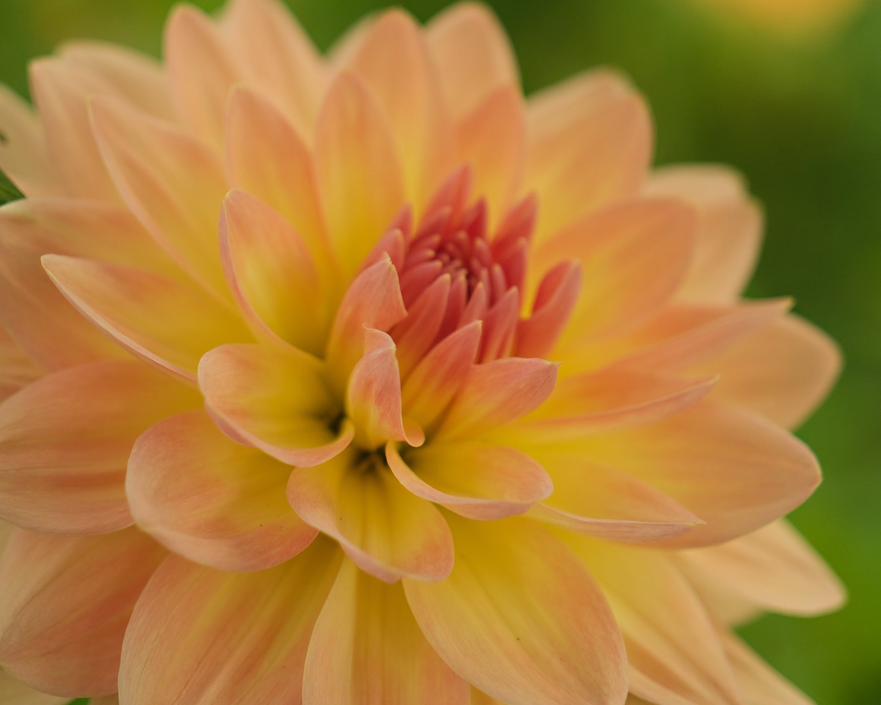 KITTY – Geerlings Dahlia