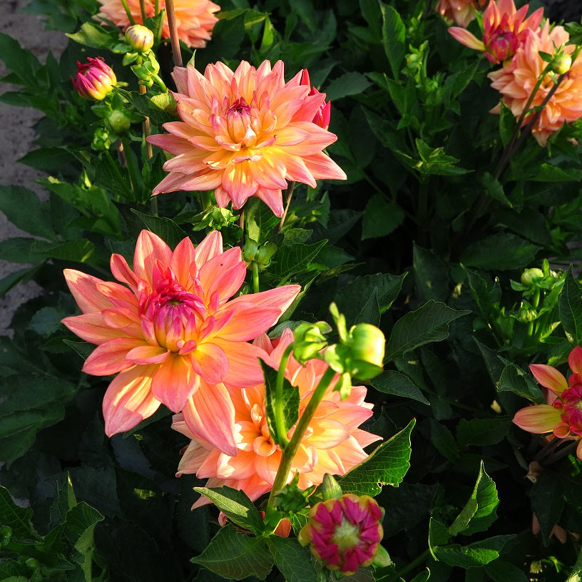 MELODY DORA Geerlings Dahlia melody-dora-geerlings-dahlia