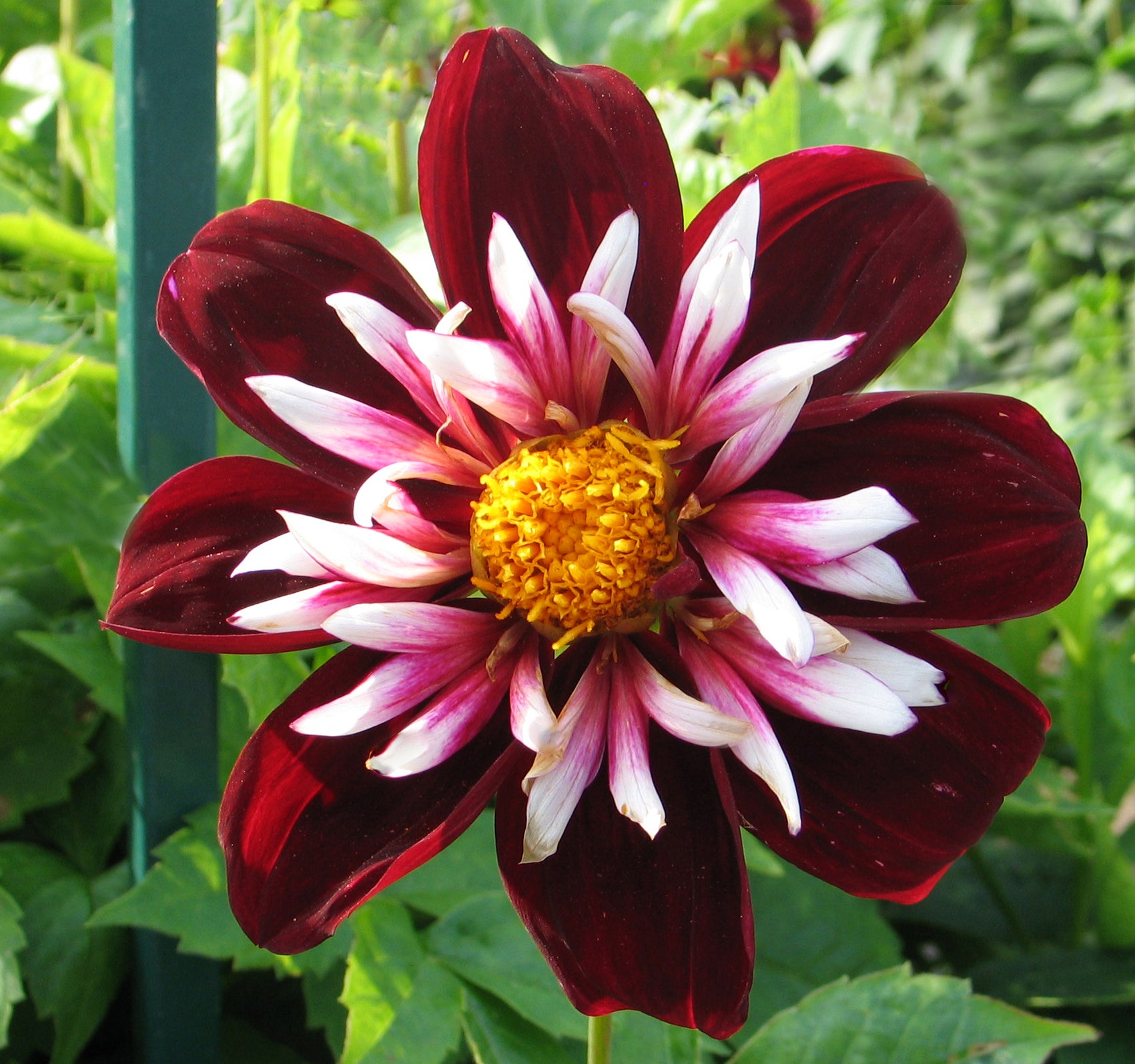 NIGHT BUTTERFLY – Geerlings Dahlia