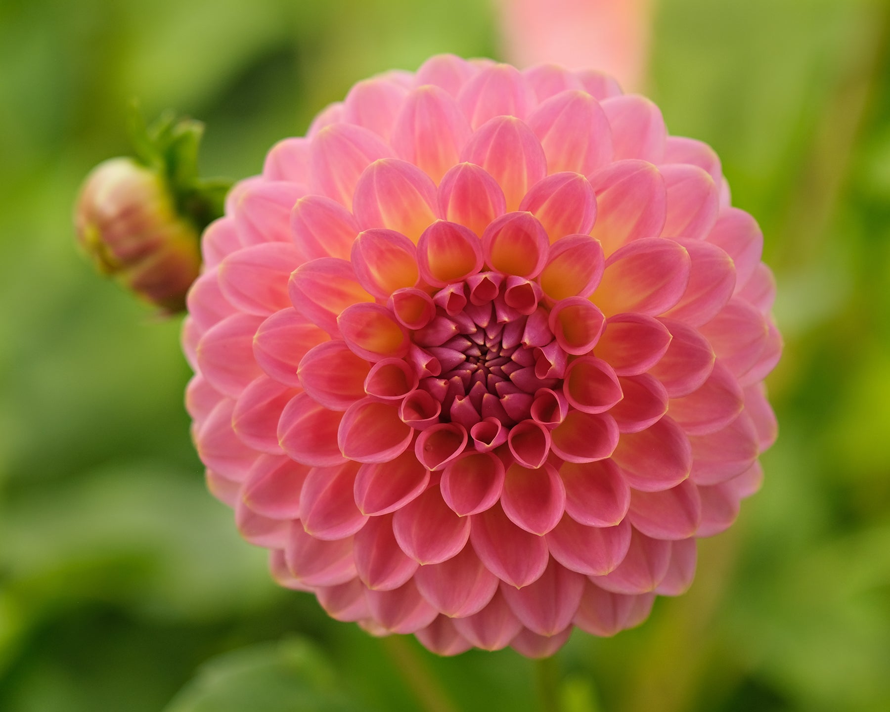 PINK SUFFUSION – Geerlings Dahlia