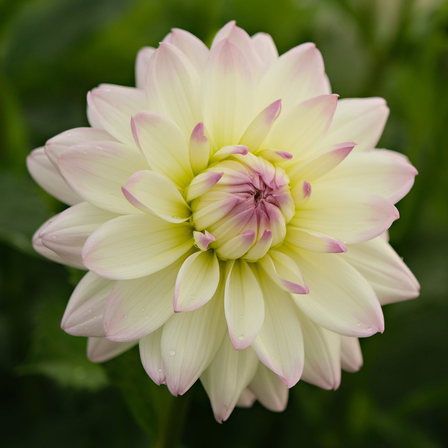 RINCO – Geerlings Dahlia