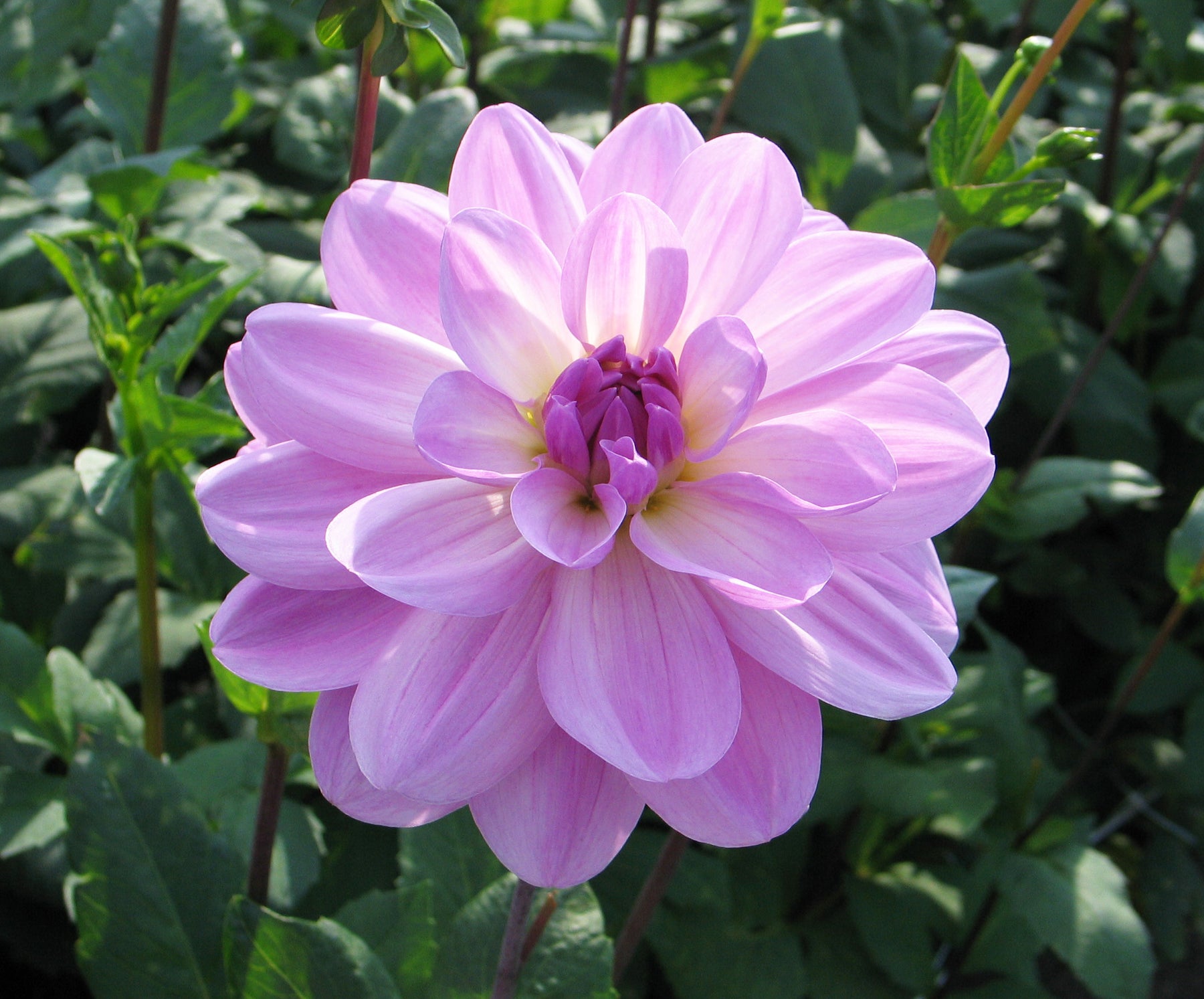 SANDIA SHOMEI – Geerlings Dahlia