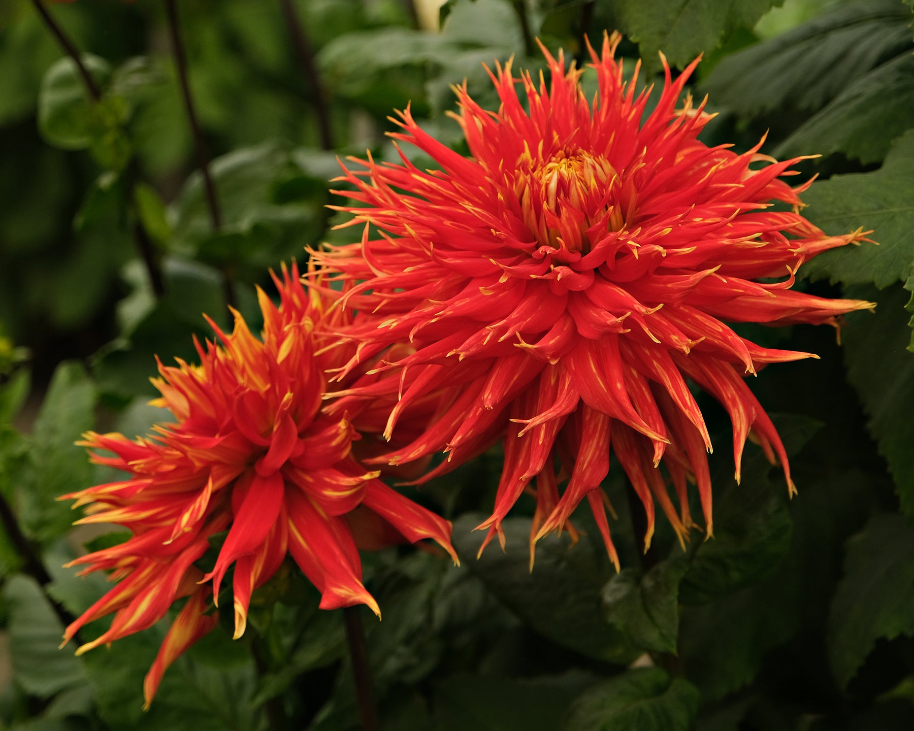 SHOW 'N TELL – Geerlings Dahlia