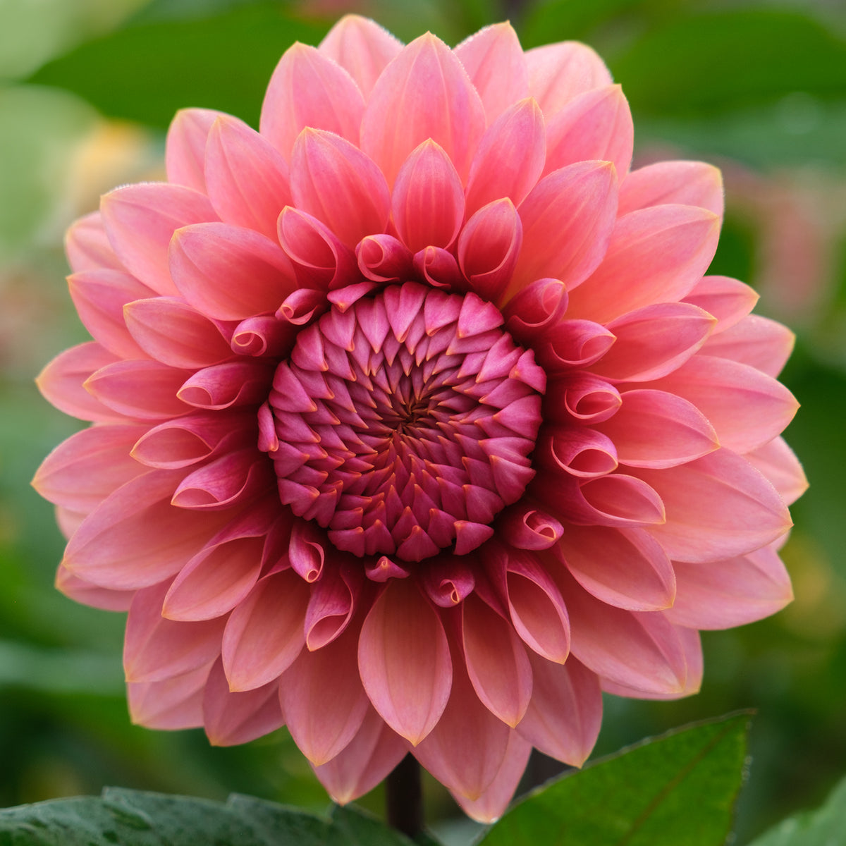 sweet-sanne-geerlings-dahlia