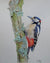WATERCOLOR SPOTTED WOODPECKER