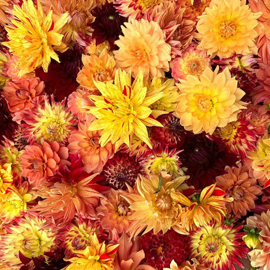 Geerlings Dahlia's
