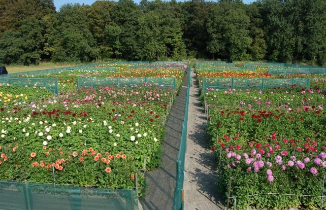 Geerlings Dahlia's