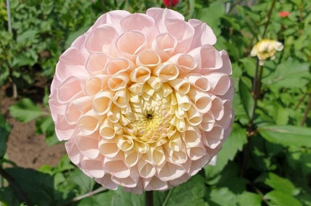 OPAL – Geerlings Dahlia