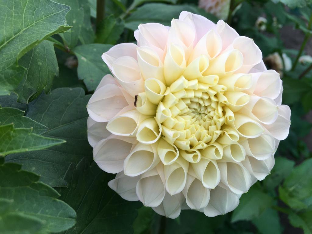OPAL – Geerlings Dahlia